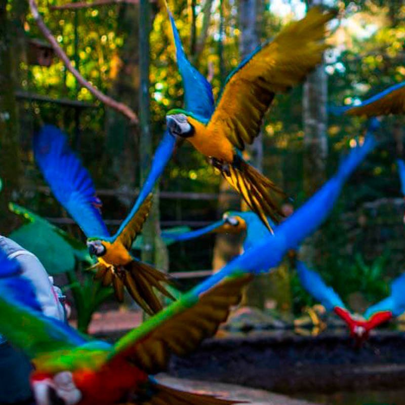 Parque das Aves